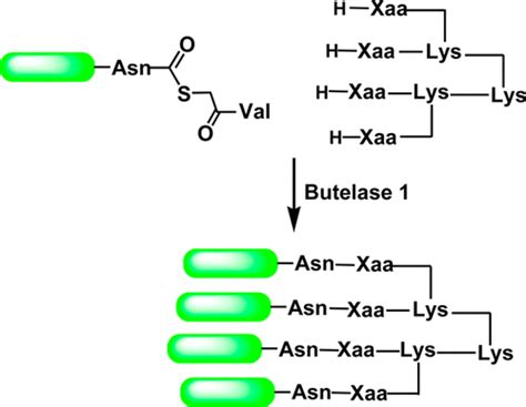 Bioconjugate Chemistry Vol 27 No 11