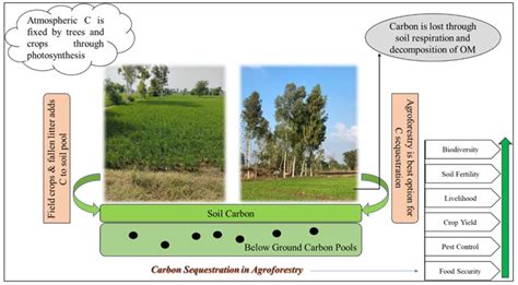 Agriculture Free Full Text Carbon Storage Potential Of Agroforestry