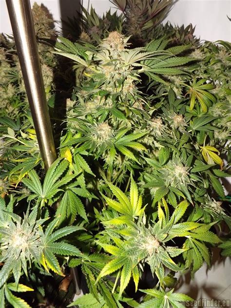 Galer A De Variedades Special Kush Royal Queen Seeds Pic