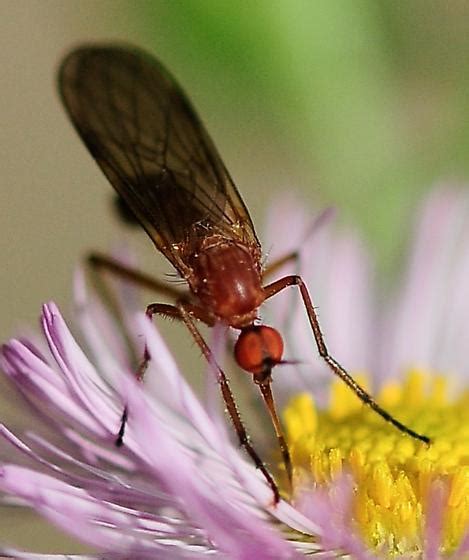 Empididae Dance Flies Empis Bugguide Net