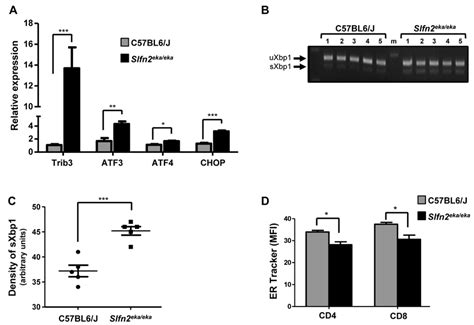 Activation Of Upr And Er Stress Response In Slfn2 Ekaeka T Cells A