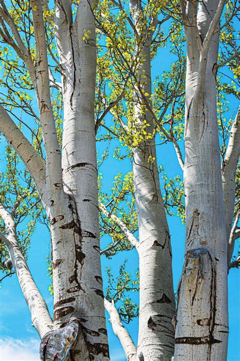 White poplar tree bark stock photo. Image of bright - 260968558