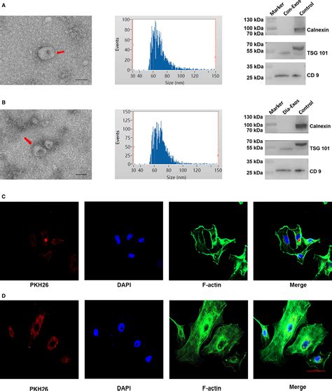 Inhibition Of Exosomal Mir P In Diabetes Restores Angiogenesis And