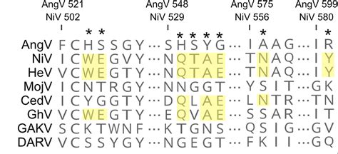 Novel henipavirus from the Malagasy fruit bat, Eidolon dupreanum ...