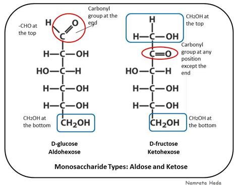 B For Biology Biomolecules Of The Cell Carbohydrates Part 1