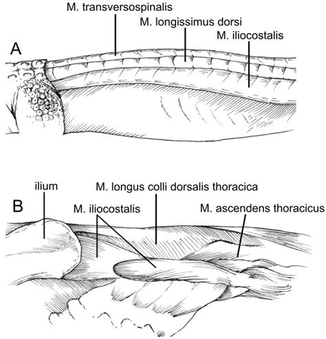 Thoracic epaxial muscles in living archosaurs and ornithopod dinosaurs - Organ - 2006 - The ...