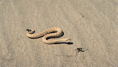 Sidewinder Snake Adaptations | Sciencing