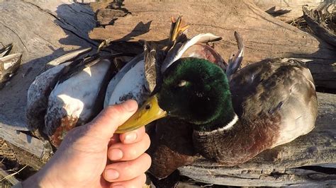 Public Land Duck Hunt Catch Clean Cook Plus Bonus Hunts Youtube