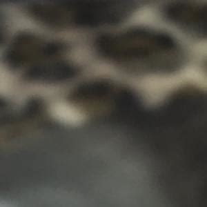 Maxeboy Shawty Wanna Fuck Samples Genius