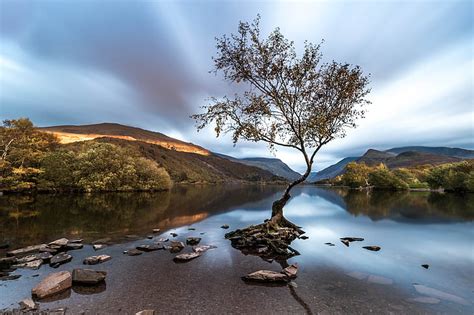 HD wallpaper: tree, Wales, Snowdonia, Llanberis | Wallpaper Flare