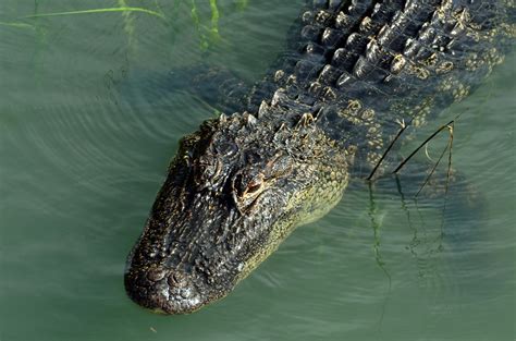 Terror As Large Aggressive Alligator Is Spotted Prowling Us City