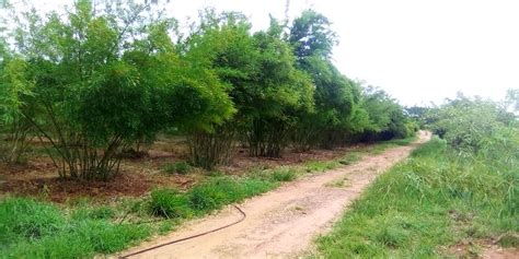 APC Bamboo Plantations Bao Lala Africa Plantation Capital Flickr