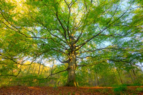 Pohon Beech Tua Di Hutan Pohon Beech Dengan Daun Coklat Di Perbukitan