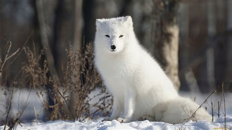 Обои Животные Песцы, обои для рабочего стола, фотографии животные ...