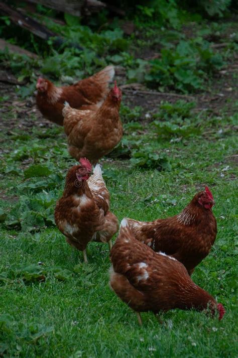 A Flock Of Red Sex Link Chickens On The Grass Stock Photo Image Of Food Agriculture 309738760
