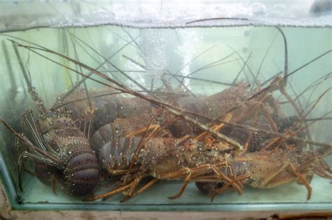 澳底海鮮餐廳 黑白毛海鮮｜食尚玩家推薦 東北角熱門海鮮餐廳，現撈平價海鮮好誘人～ 算命的說我很愛吃