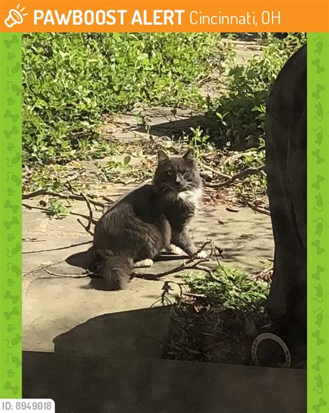 Cincinnati Oh Stray Cat Found Near Vineyard Tusculum Stanley Pawboost