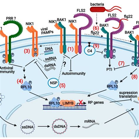 NIK1 Mediated Antiviral Signaling And Crosstalk With Antibacterial