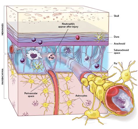 Immunity In The Brain The Scientist Magazine®