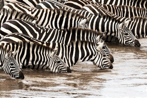 Premium Photo Plains Zebras Equus Quagga Drinking From The Mara River