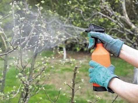 Чем опрыскать сад ранней весной от болезней и вредителей