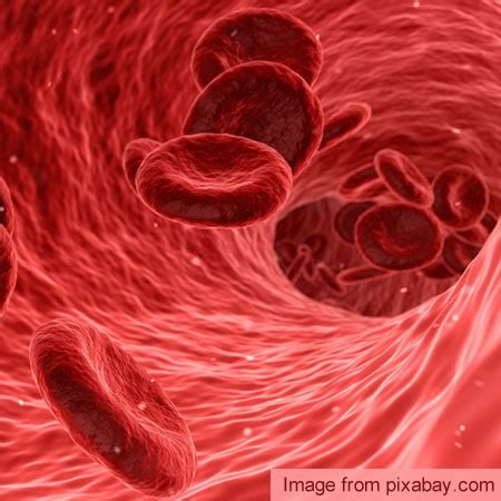 functions  blood