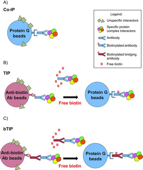 Immunoprecipitation Diagram