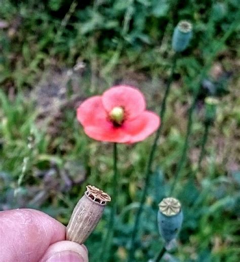 Poppy Seed Head Ripe And Seed Dispersal Holes Emerges Flickr