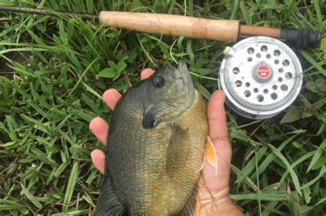 Fly Fishing For Bluegill Essential How To Guide Tackle Village