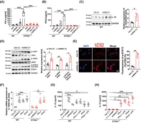 Cytoplasmic Mtdna Regulated Il Expression By Stingtype I Ifn