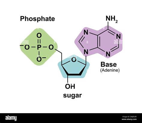 Nucleotide structure, illustration Stock Photo - Alamy