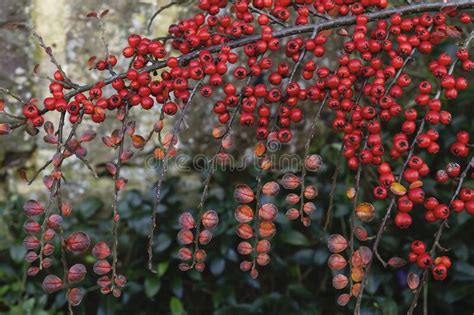 Cotoneaster Horizontalis Red Berries Stock Image Image Of Autumn