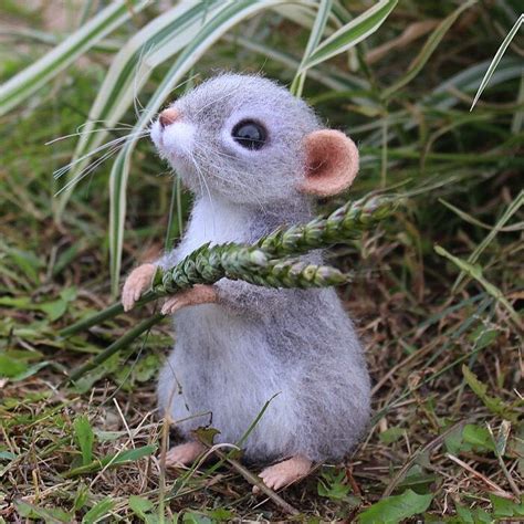 Еще фото Агаши 🐭 С пшеничкой расстаться не пожелала. Мышка дом нашла ...
