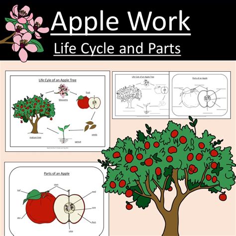 Apple Work Apple Tree Life Cycle and Parts Science Botony Fall | Made ...