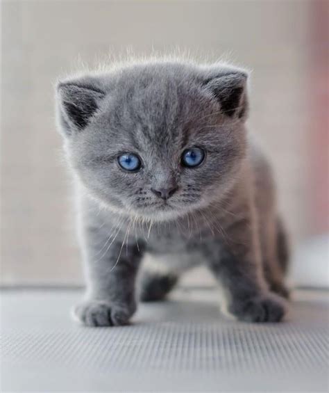 This Cute Grey British Shorthair Kitten 😺 : r/cutecats