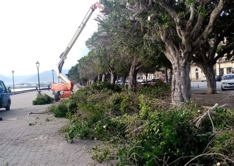 Milazzo Avviata La Potatura Degli Alberi Della Marina Garibaldi