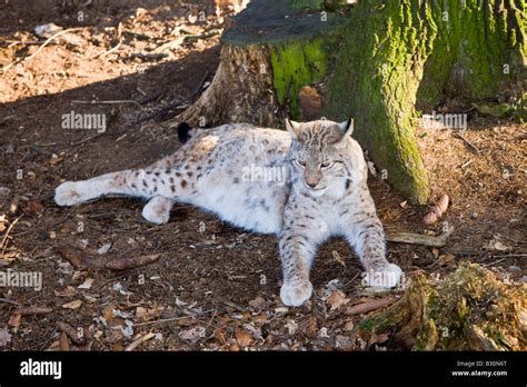 Lynx Felis lynx Germany Bavaria Stock Photo - Alamy