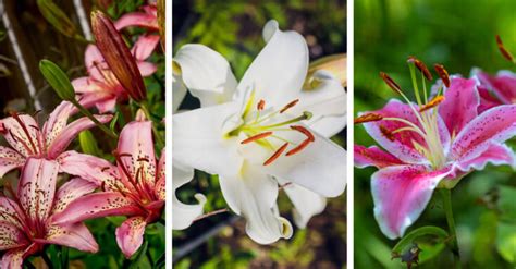 Stargazer Lily Care – How to Plant, Grow and Help Them Thrive