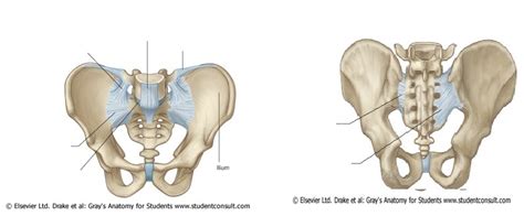 Sacroiliac Diagram Quizlet