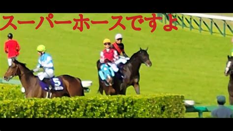 20220416 中山競馬場 中山グランドジャンプj・gⅠ などほとんどオジュウチョウサンですが 競馬動画まとめ