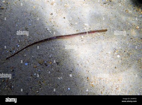 Underwater Image In To The Mediterranean Sea Of Broadnosed Pipefish