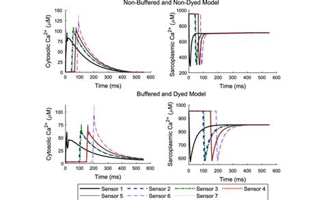 Cytosolic And Sarcoplasmic Ca 2 Concentration Results In The Absence