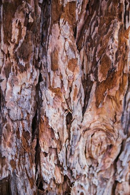 La textura de la corteza del árbol árbol en el primer plano del parque