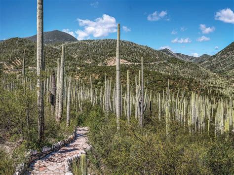 Valle de Tehuacán Cuicatlán Patrimonio Mixto de la Humanidad México