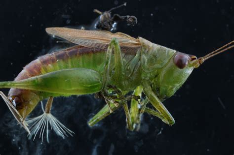 Maryland Biodiversity Project Short Winged Meadow Katydid Conocephalus Brevipennis