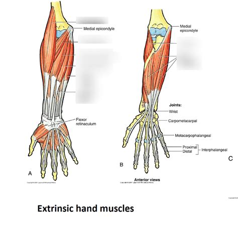 Lecture 13 Extrinsic Hand Muscles And Carpal Tunnel Diagram Quizlet