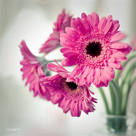 Hot Pink Cindy Flickr