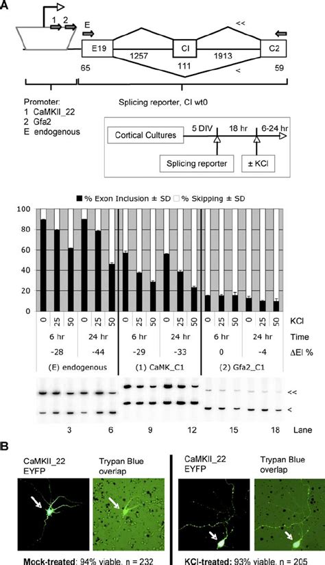 Cell Specific Splicing Reporter Assay For Depolarization Induced