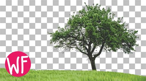 Photoshop Tutorial How To Cut Out A Tree In Photoshop Youtube