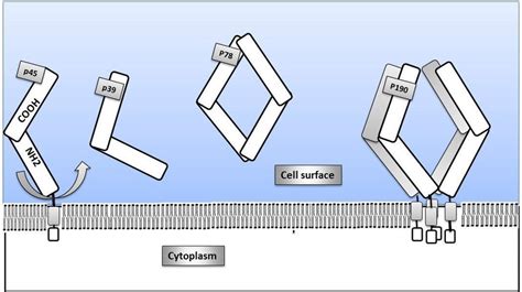 5 Simplified Diagram Representing Monomeric Dimeric And Oligomeric